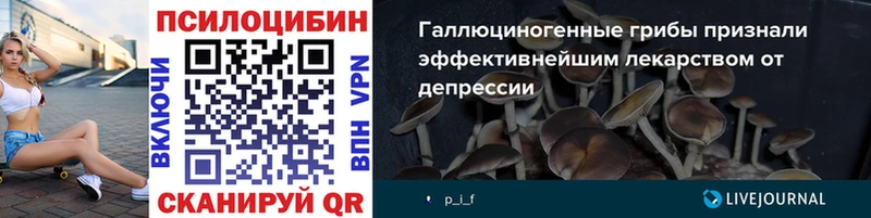 блэк спрут ссылка  Чаплыгин  Псилоцибиновые грибы Psilocybine cubensis 